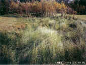 marsh grass.jpg (65295 bytes)